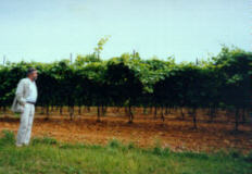 Vineyards in vicinty of Hudi Log, Slovenia -
 click to get the bigger picture